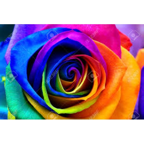RAINBOW ROSES